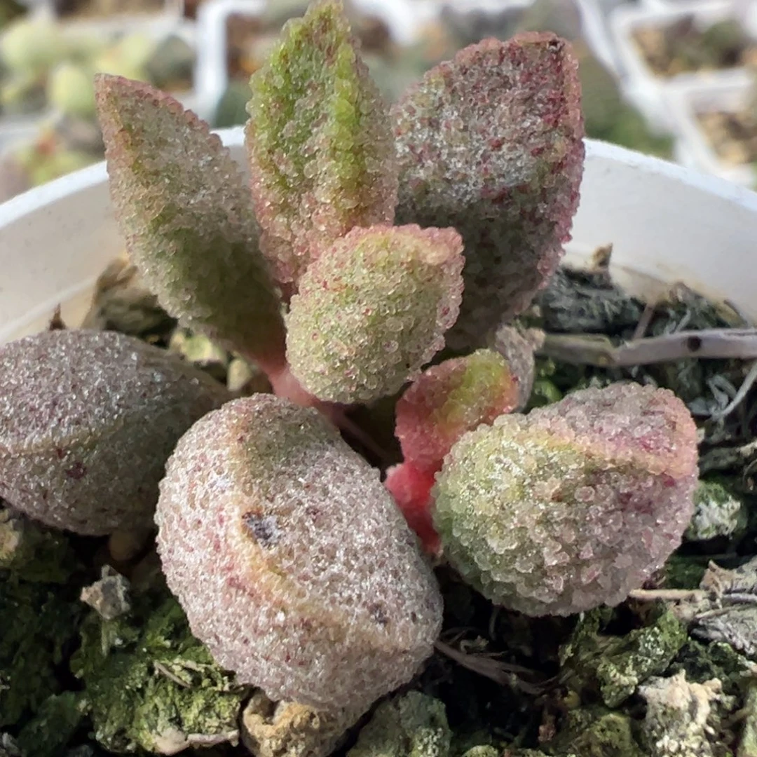 实生新品多肉植物水泡多肉植物