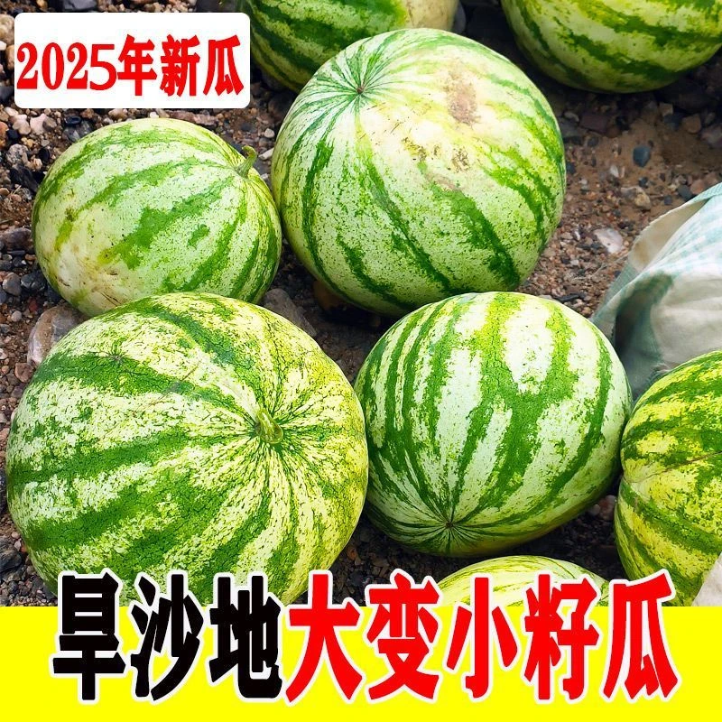 大变小籽瓜甘肃会宁沙地籽瓜当季新鲜黄心黄壤保熟打瓜子食用瓜果