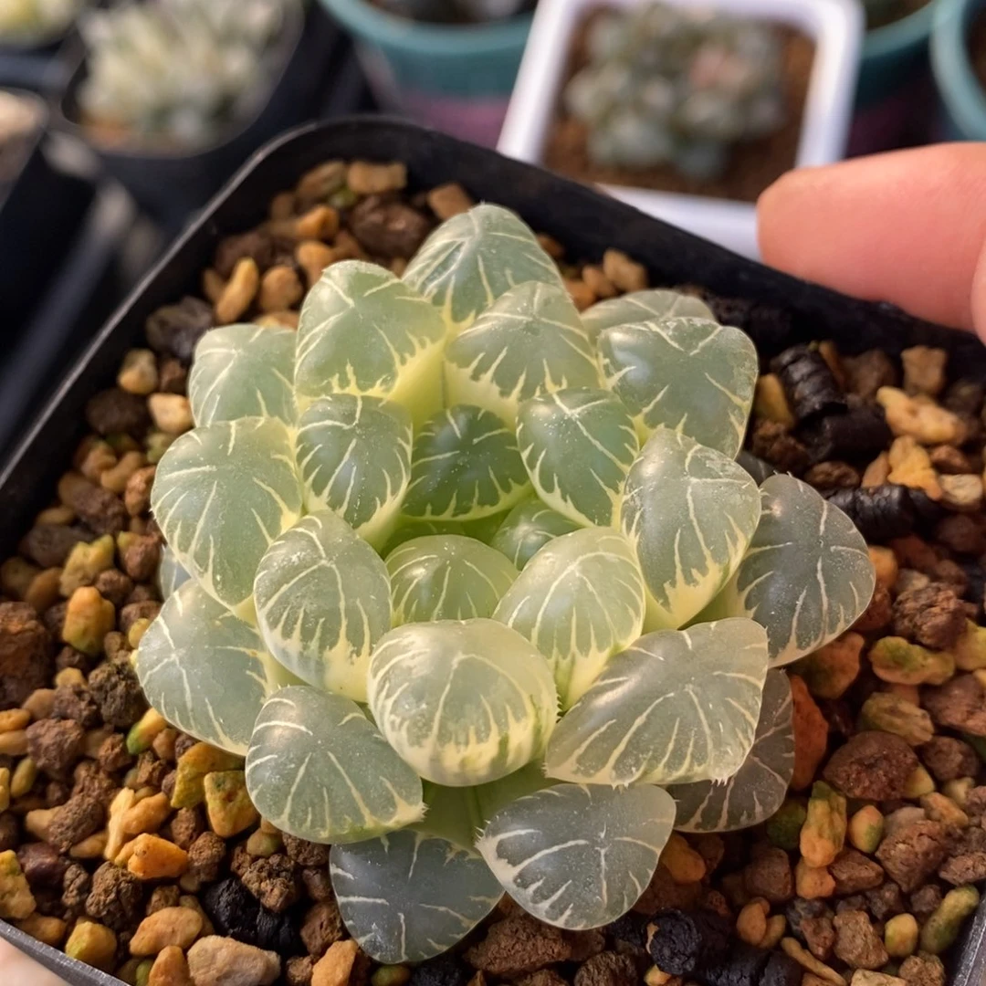 一颗糊斑湖水玉露锦 开播福利