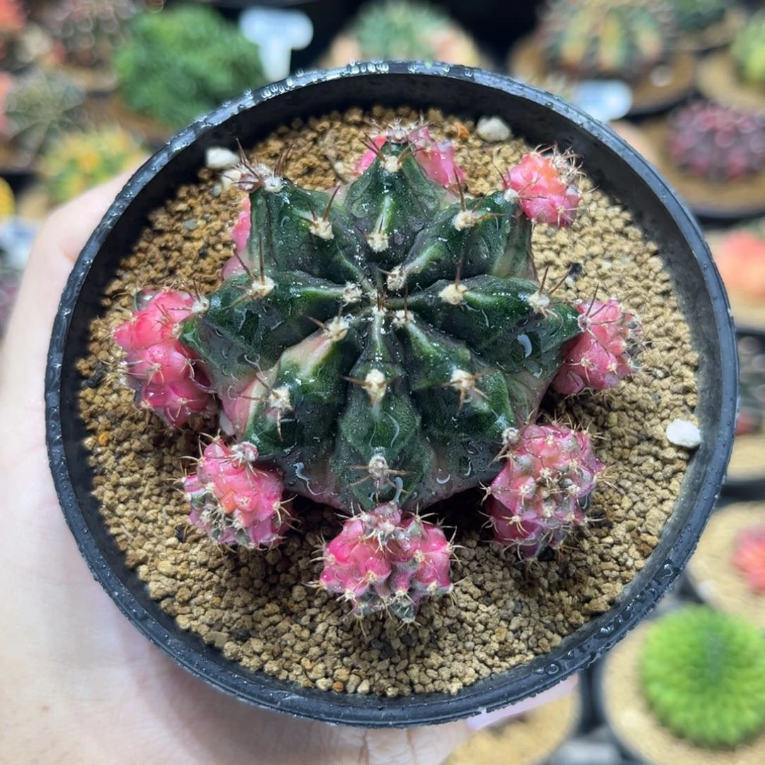 侧芽泡泡糖——-/—-/——-