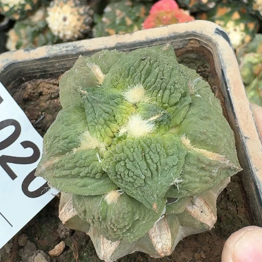 【闪购商品】秋***阳梦幻怒涛020