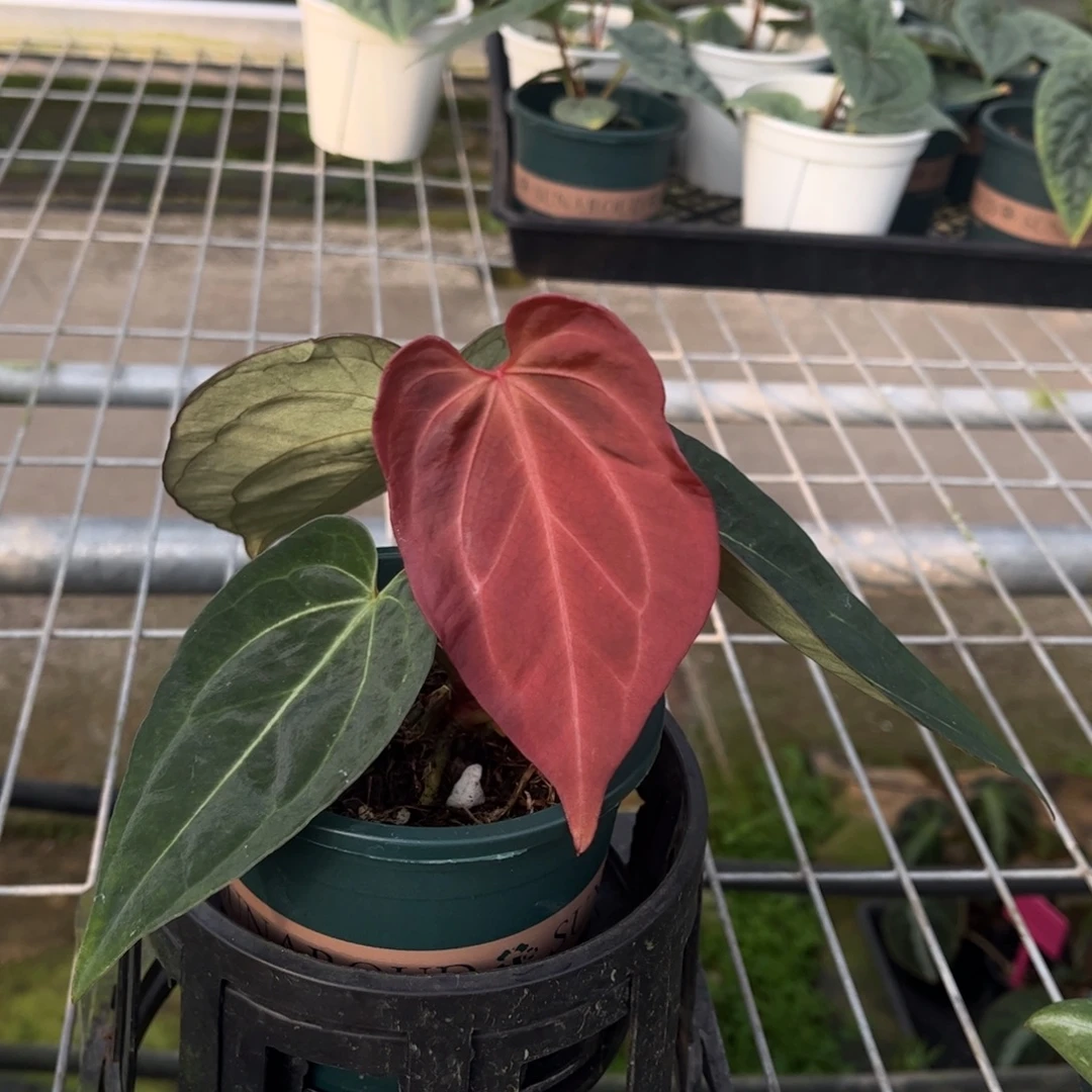 完全开放kos杂红水晶