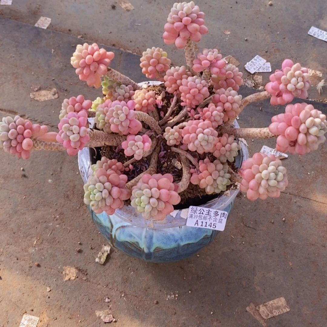 鱼子酱老桩18cm1145多肉植物