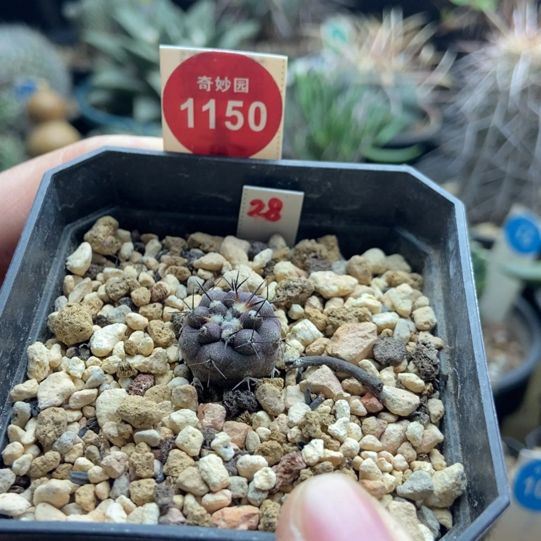 实生龙爪球孤龙丸1.6cm