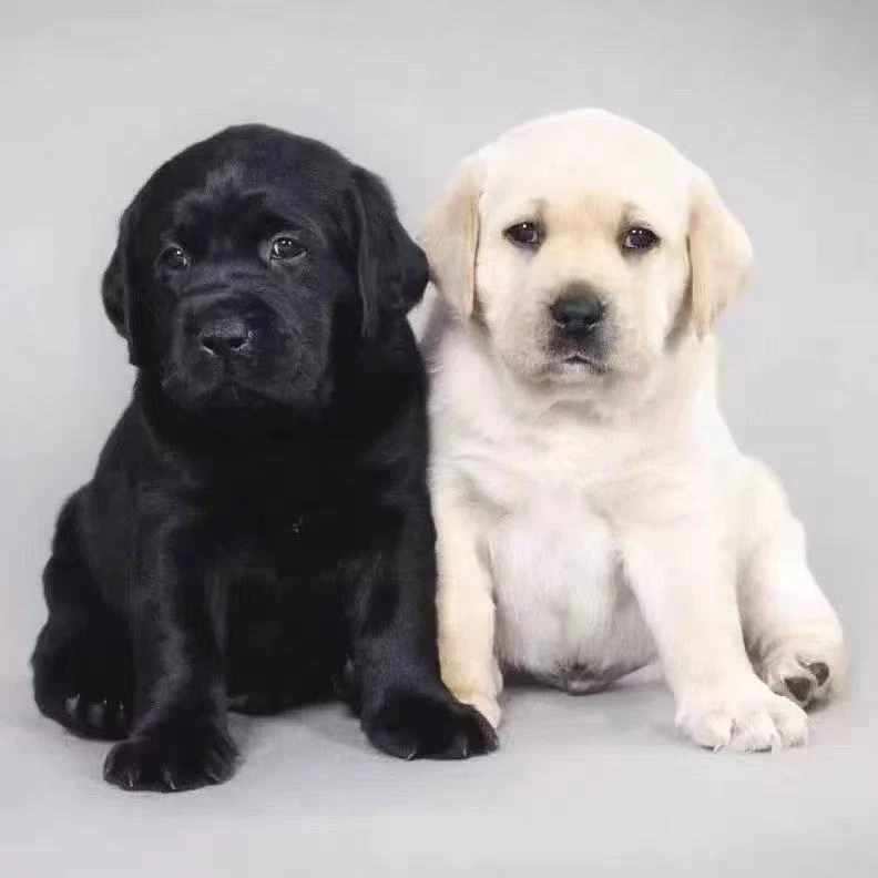 拉布拉多幼犬大型犬性格温顺奶白色黑色