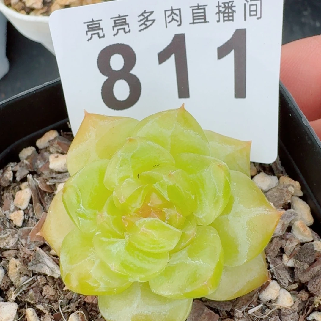 下播福利拍够包邮发货