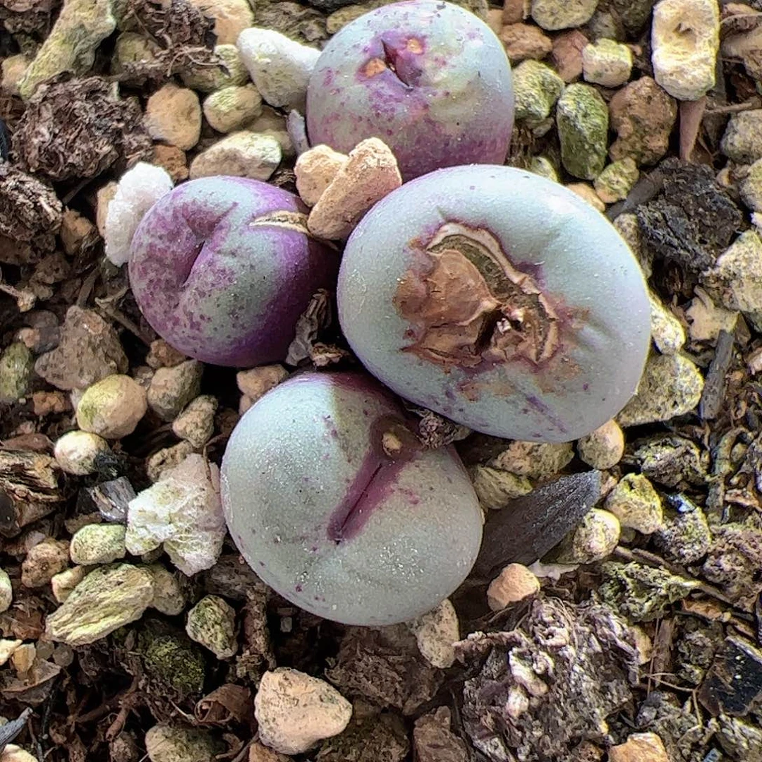 【闪购商品】120 福利ts427