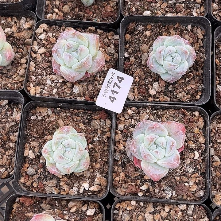 阿雅园艺。   4174