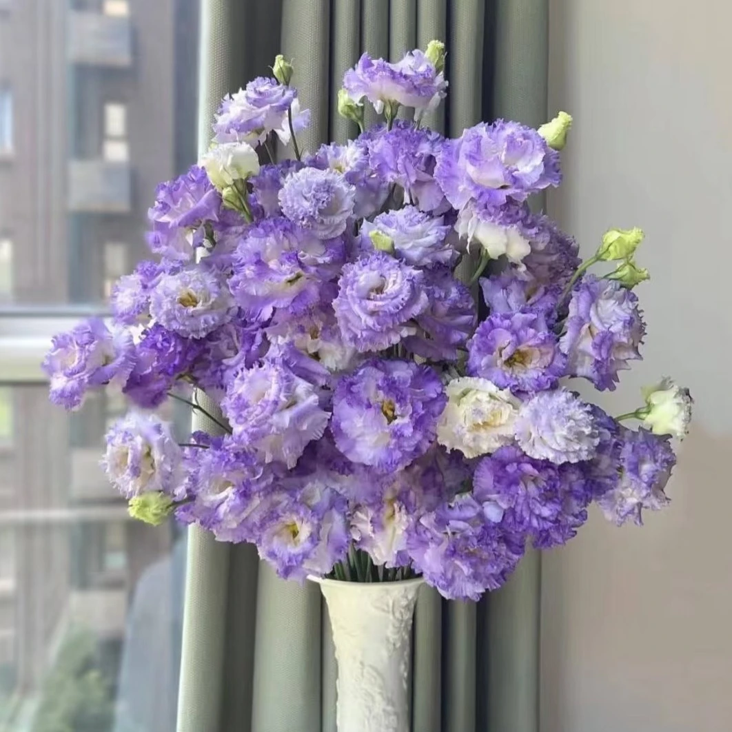 【洋桔梗】 同城明天到-全场任意满2单以上鲜花升级顺丰京东包邮