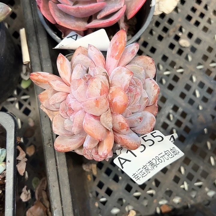 ?*Y幸运的是我的朋友们都