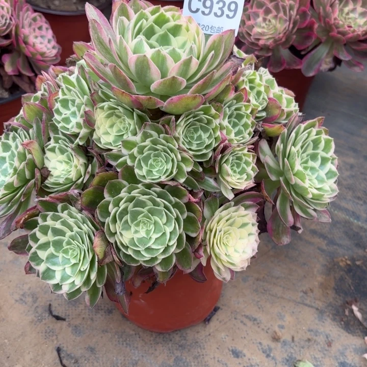 多肉植物 939 海王,。