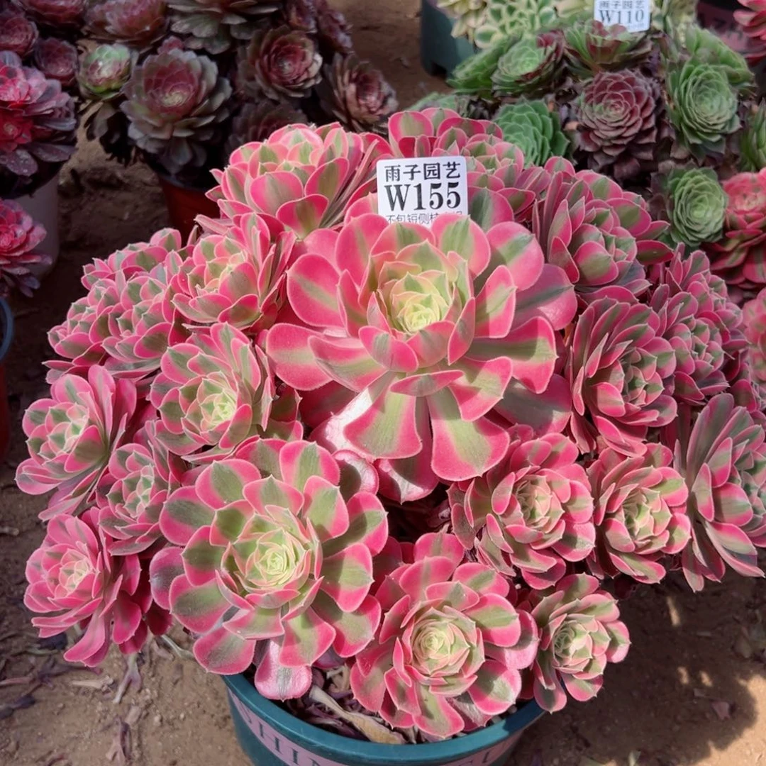 155大女巫尺寸40左右追光特价