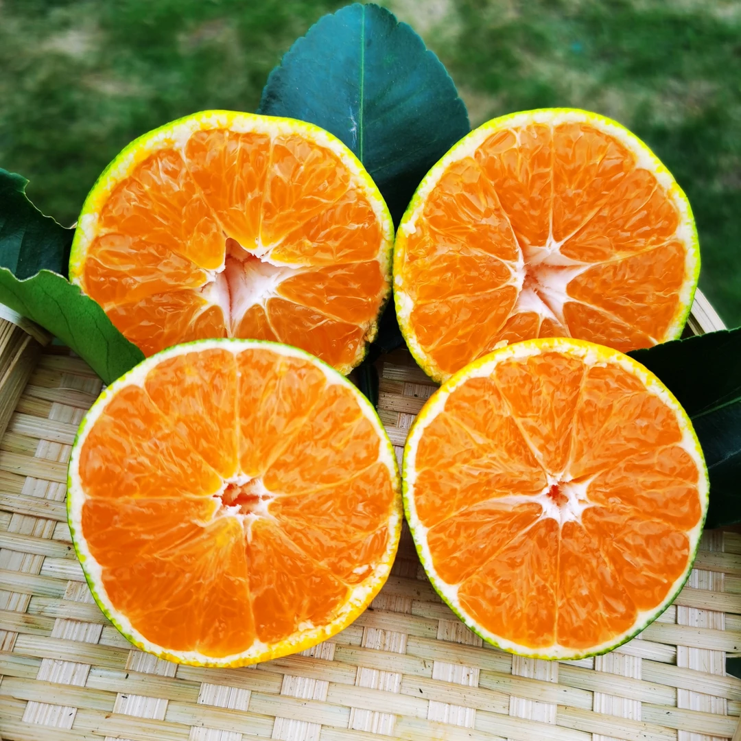 太浮山早熟柑橘尝鲜