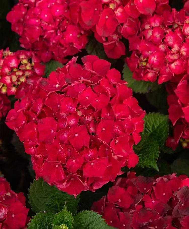 红色绣球花袭夏魔幻红宝石花园新品地栽盆栽阳台花卉八仙花苗