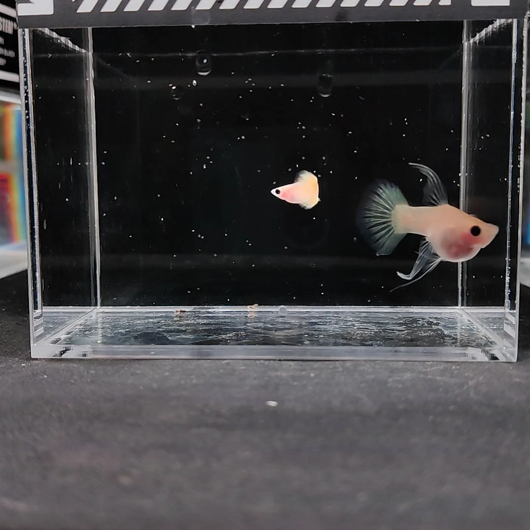 孔雀鱼编号11黄金C