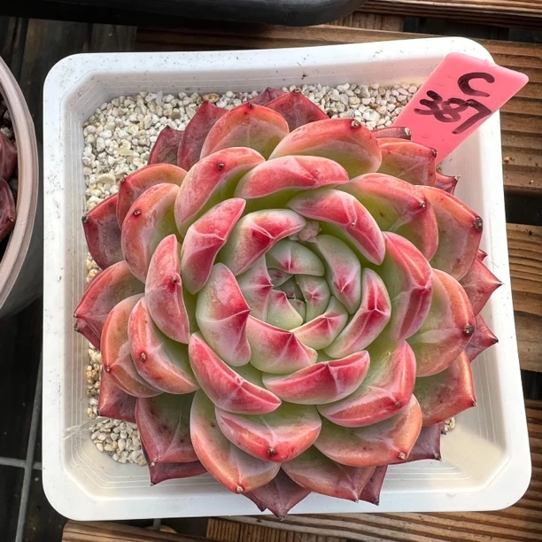 红鸾387多肉植物