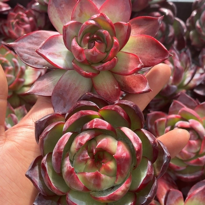 樱***美多肉植物惊鸿仙子