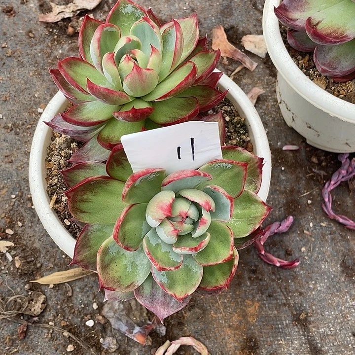 向****11/////////////////