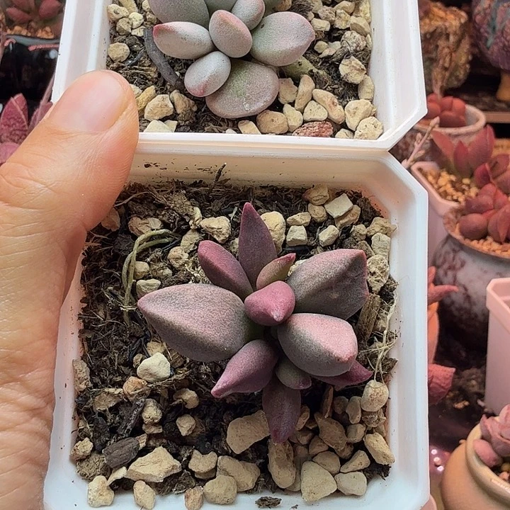 金*顺水蜜桃和草莓都很甜很