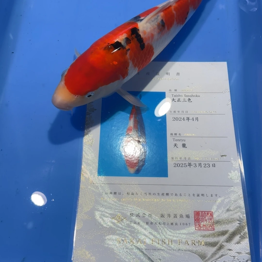 锦鲤板井天龙独立证书立鲤母鱼