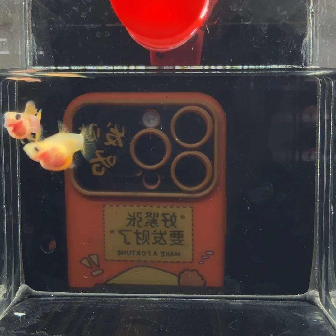 孔雀鱼幻彩粉猫球体一组19