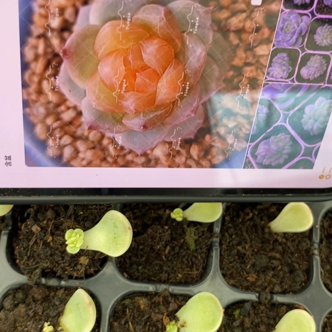 穴盘橙甜心芽苗一个多肉量拍