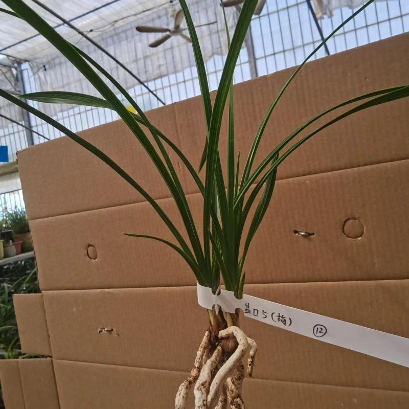 一物一拍蕙兰盆口5（梅）2苗兰花绿植花卉苗壮苗情好2025/3/24（12）