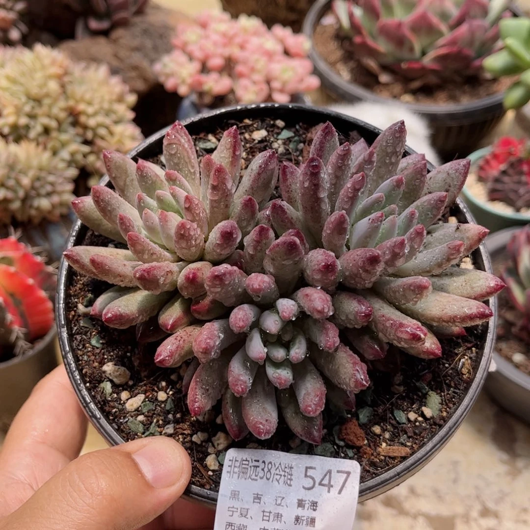 547流沙虞美人德华多肉