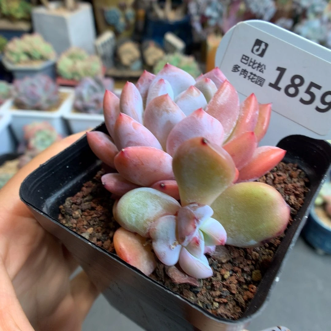 1859双头梦露一头石化多肉植物