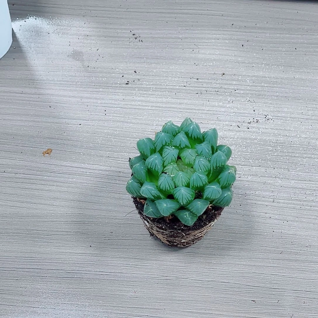 黑姬玉露一勿一拍