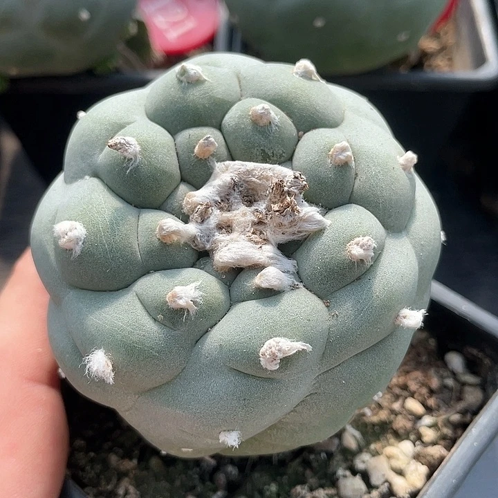 仙人球苗接7.2公分116