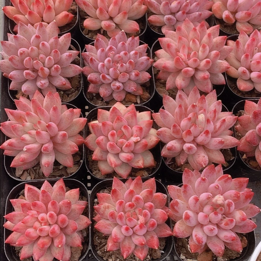 0206-小金鱼姬单头福利一颗 量拍