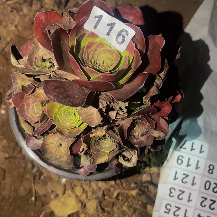 116魅金多肉植物不售后