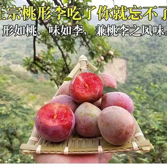 嵊州桃型李纯甜无酸金庭镇华堂村核心产区新鲜现摘现发包邮浙江省