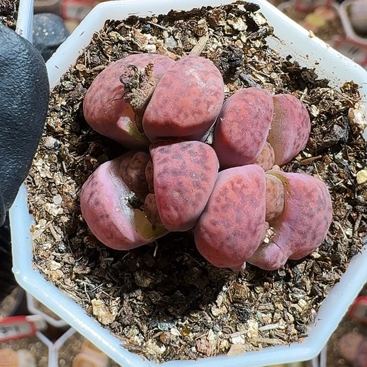 ?****迟生石花233:：。  561