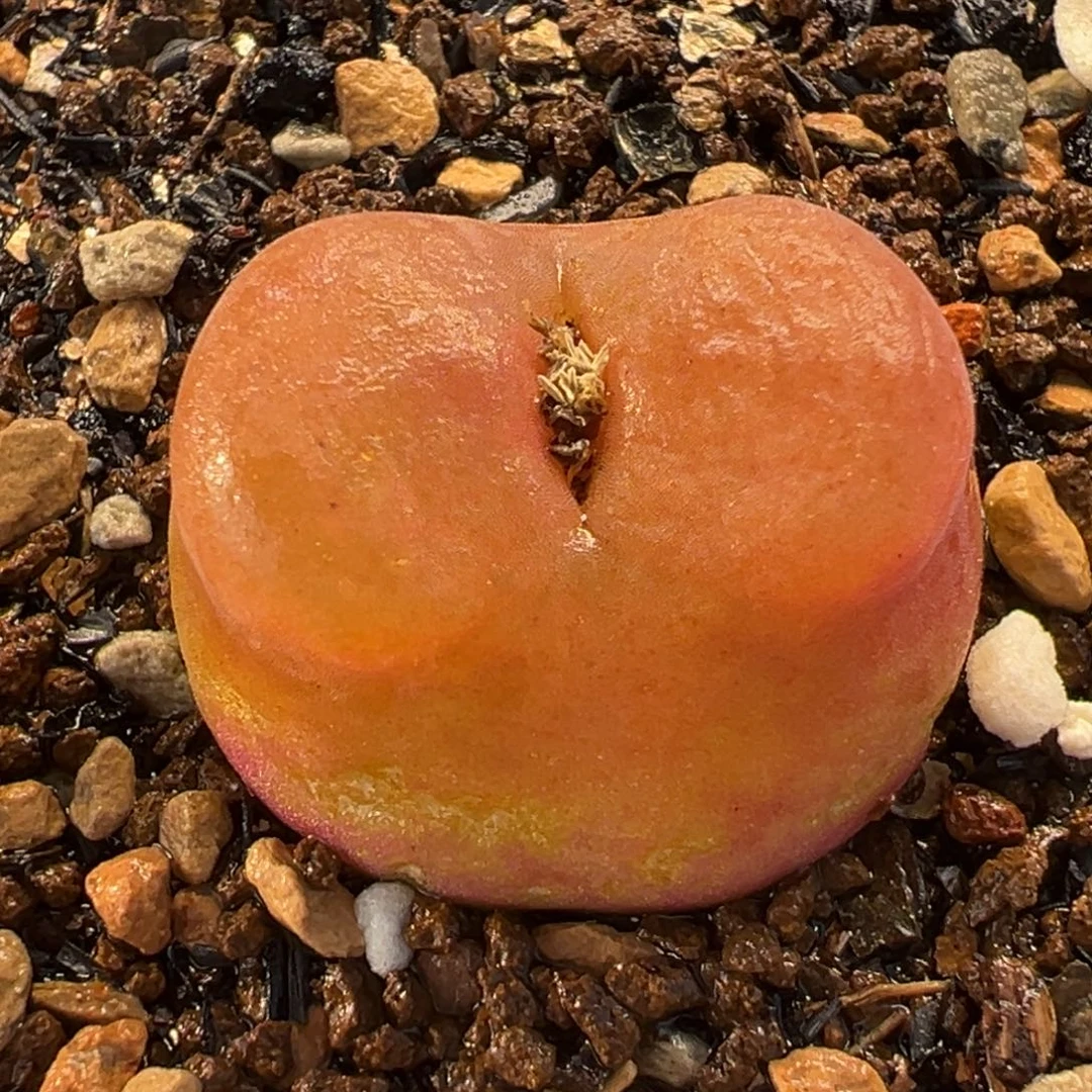 水蜜桃多肉植物盆栽栽培