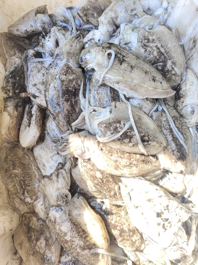 东海野生墨鱼冰鲜发货