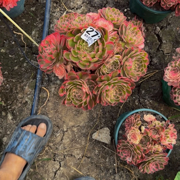 海神花25-18包邮花花
