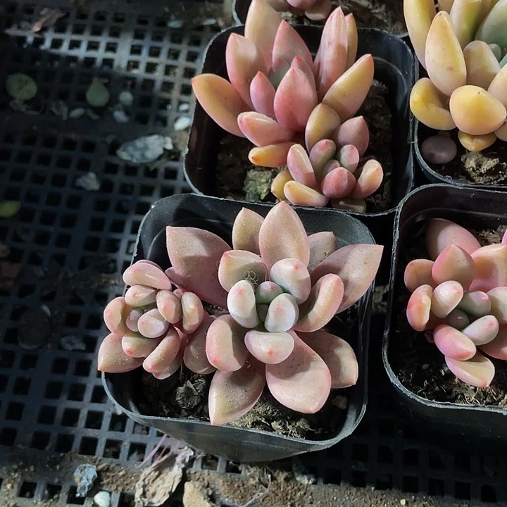 双头桃花源带盆土