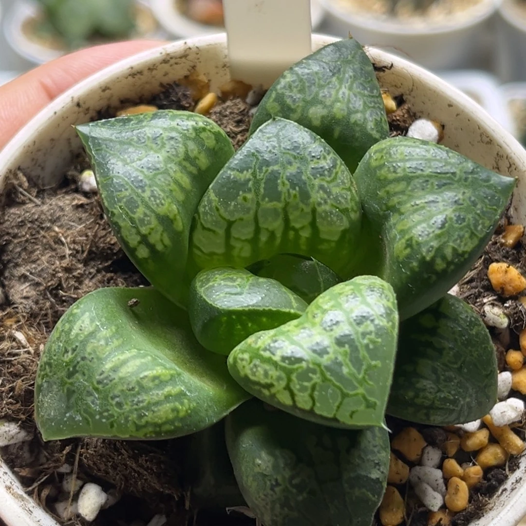 烟***?18假面舞踏会发发发发发发