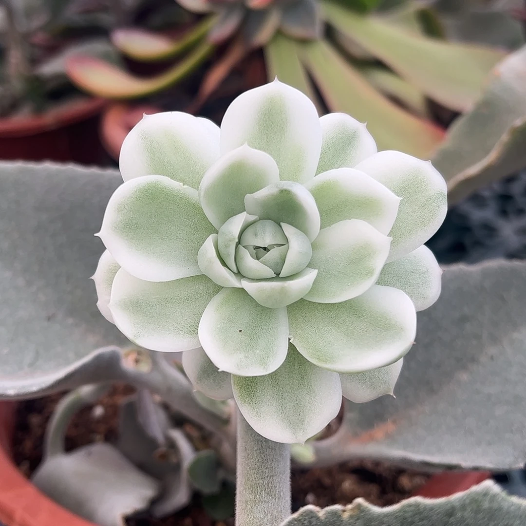 高瓷白麦秆锦 有两侧芽婕宝一物一拍