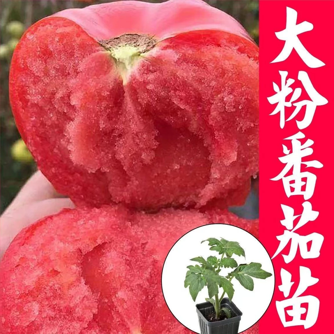 老品种大粉西红柿秧苗大果沙瓤毛粉番茄苗田园大棚四季盆栽蔬菜苗