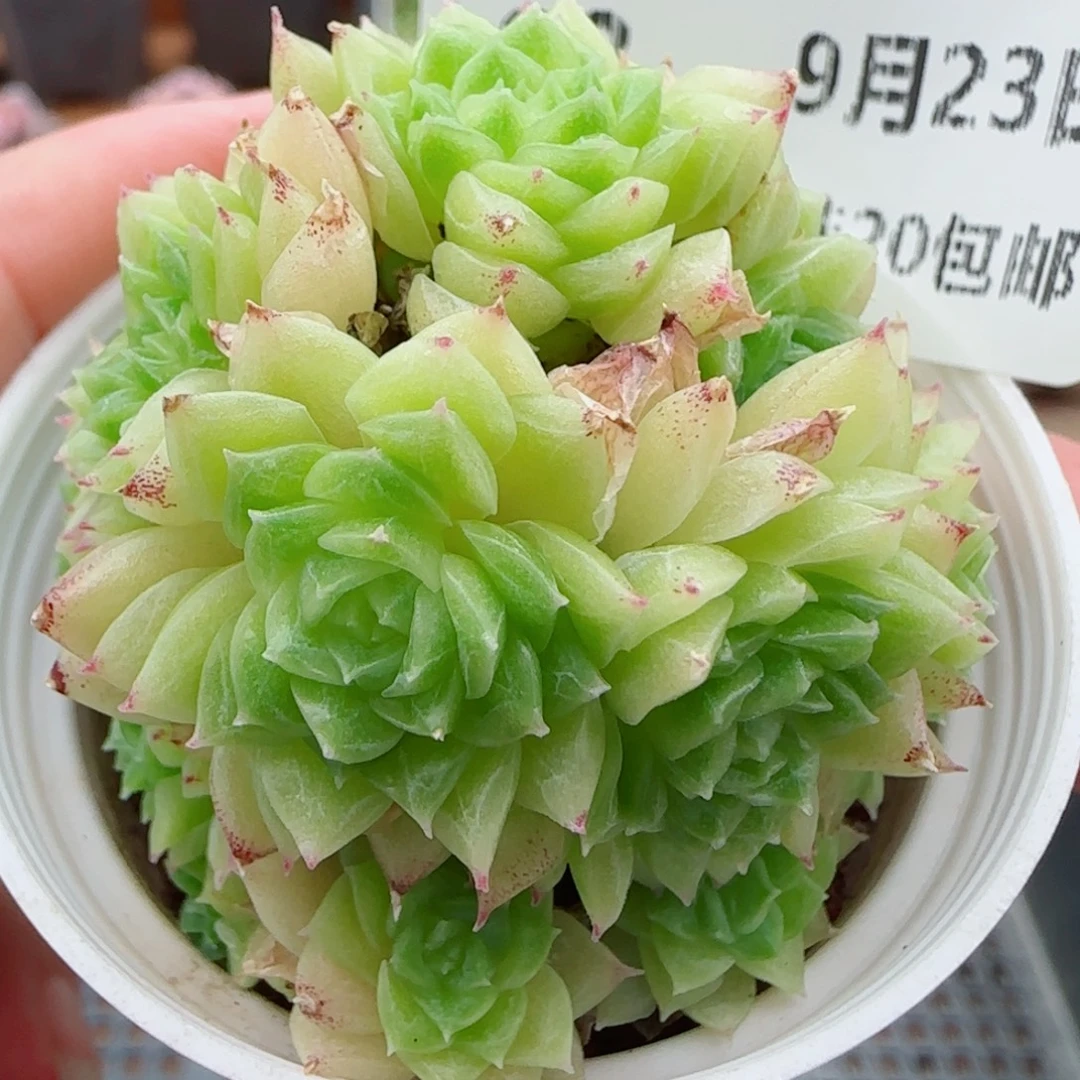 花语逸镜0923-93散