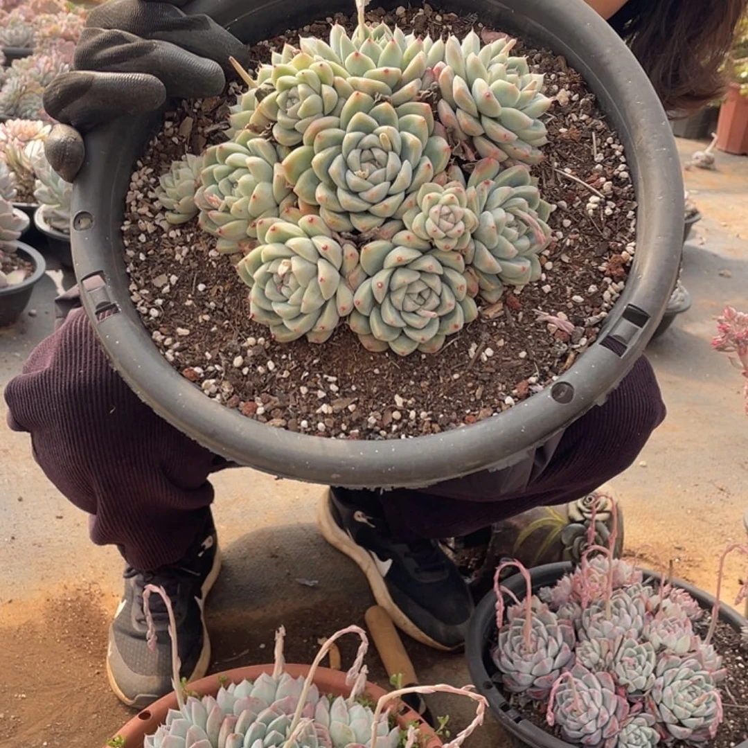 阿尔巴佳人12.8米量拍多肉