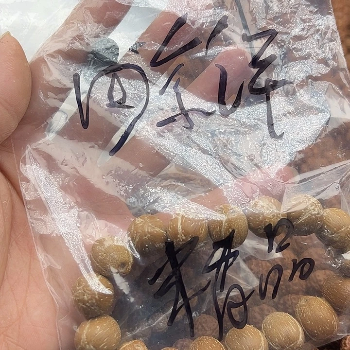 田***洋手串金刚菩提谢谢