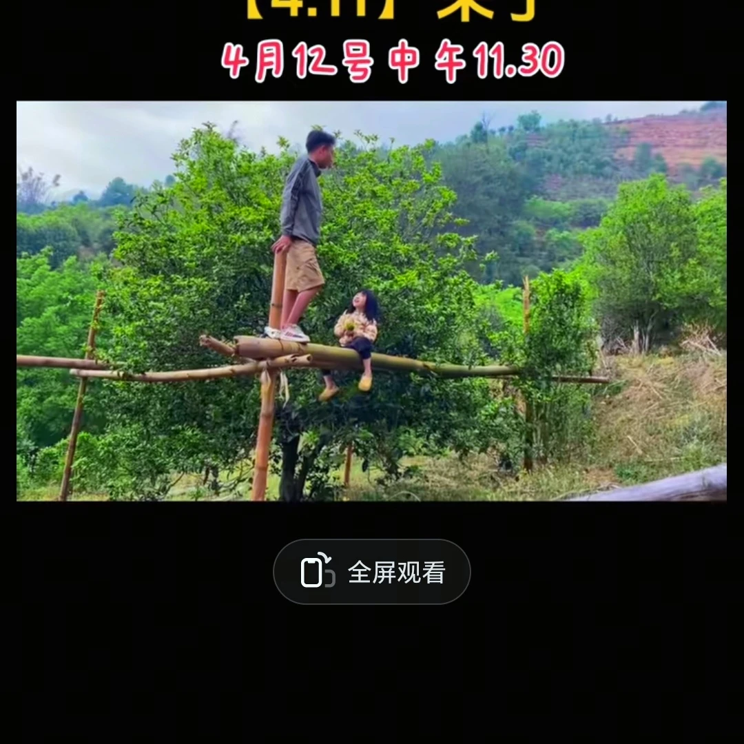 隐秘山头大高货【代号:4.11】单株挑采2025年春.200克饼茶（6片）