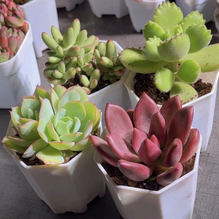 小天狗。熊。牡丹亭。桃花源