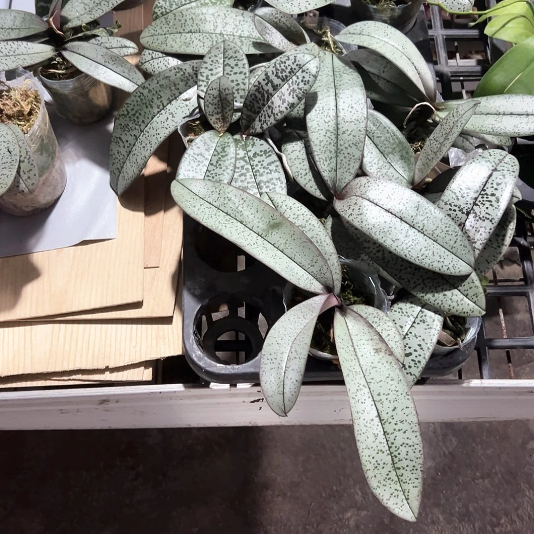 不开花植物银叶精选株S2
