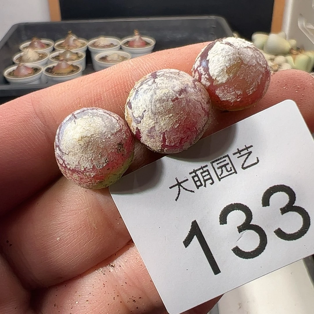 一物一拍。       133