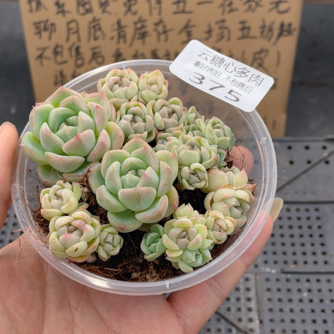 云糖心多肉植物375